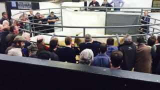 Northern buyers warned southern-born cattle could face ‘significant penalties’