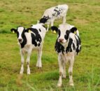 Report: Farmers most trusted in food industry