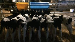 Keeping cases of calf scour to a minimum this calving season