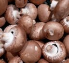 Department to take NI growers on European mushroom tour