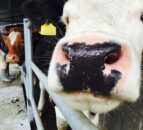TB testing suspended in Northern Ireland