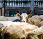 TB levels in the North peak at highest rate in over a decade