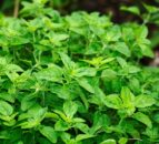 QUB food fraud study finds locally-sold sage to be ‘heavily adulterated’