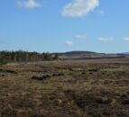 Defra proposes banning heather burning on upland peat