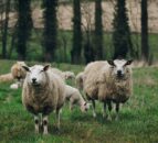 Cost of dog attacks on NI livestock increases by nearly 50%