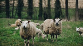 Cost of dog attacks on NI livestock increases by nearly 50%