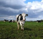 Grazing: Taking opportunities as they come this spring