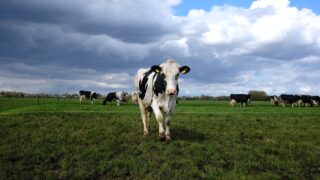 Grazing: Taking opportunities as they come this spring