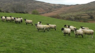 Blowfly strikes in Northern Ireland