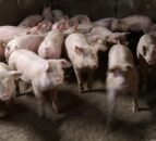 NI pig farm protest: Taken pig was ‘held to ransom’