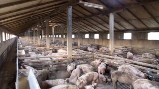 Additional EU support for dairy and pig farmers in Northern Ireland