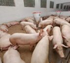 Efforts continue to secure Chinese access for pork produced in Northern Ireland