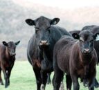 Appeal for info following theft of Angus and Friesian calves