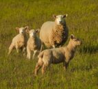 Northern sheep numbers hit highest since 2004