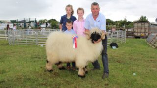 New sheep breed makes its competitive debut at Omagh Show