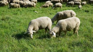 NI sheep farmers would be ‘out of business’ after no-deal
