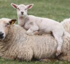 Pregnant women advised to avoid contact with sheep