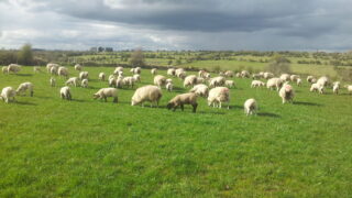 Strong supplies allows NI processors to be choosy with sheep