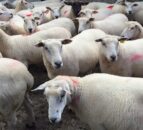 Sheep farmers wanted to take part in grass utilisation project