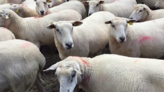 Sheep farmers wanted to take part in grass utilisation project