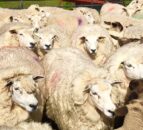 Hundreds of sheep suspected stolen in the ‘Mourne’ county