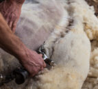 European sheep shearing championships coming to Galway