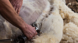 European sheep shearing championships coming to Galway