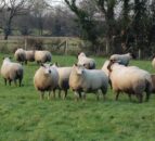 Sheep numbers in the North reach highest level since 2004