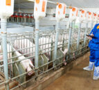 Northern pig producers introduce DNA testing