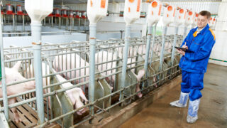 Northern pig producers introduce DNA testing