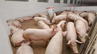 70 pigs rescued from slurry tank after floor collapses