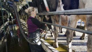 ‘A 200 cow dairy farm in Northern Ireland could lose £100,000 this year’