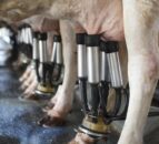 Milk production in Northern Ireland falling, as prices still below those of 2015
