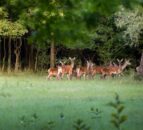 Deer carcass and firearms seized after vehicle is stopped