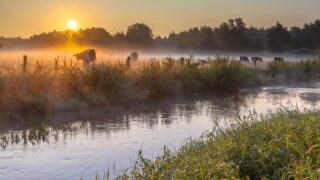 Farmers fined in connection with fish kill incident