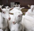 First case of CAE goat disease discovered in Northern Ireland