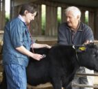 Farmers told to avoid the risk of importing Bluetongue infected stock