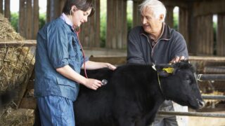 Farmers told to avoid the risk of importing Bluetongue infected stock