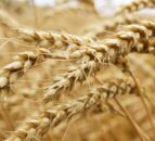 Grain price: Australian wheat production takes massive jump