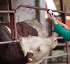 NI livestock industry ‘must play its part’ in antibiotic reduction