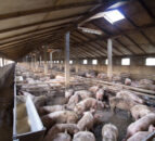 Pork exports from Northern Ireland to China get provisional green light
