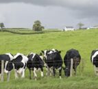 Details of EU Milk Reduction Scheme for North’s farmers revealed
