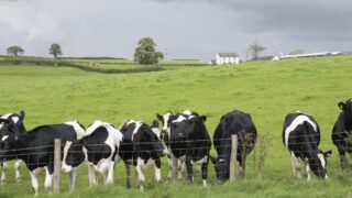 Details of EU Milk Reduction Scheme for North’s farmers revealed