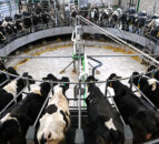UFU proposes measures to help with cash flow on dairy farms