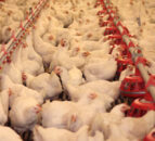 Northern Ireland a hotspot for poultry mega farms
