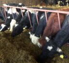 Narrowing of beef price to have little impact on cross-border trade – LMC