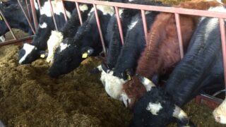 Narrowing of beef price to have little impact on cross-border trade – LMC
