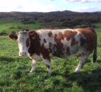 Imports of cull cows from Northern Ireland up 11% this year – LMC