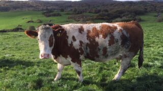 Imports of cull cows from Northern Ireland up 11% this year – LMC