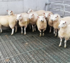 Sheep advice: How can I reduce the risk of lameness in slatted sheds?
